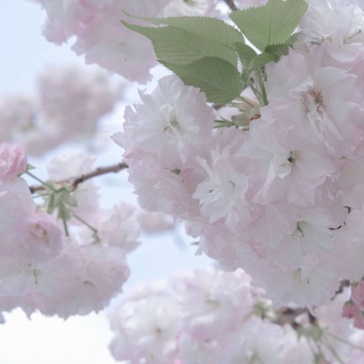 Furry插画素材实用分享FurryQQ群